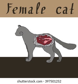 Vector Illustration of cat organ systems. Domestic of the reproductive system female cat
