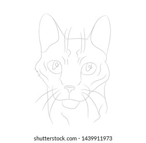 vector illustration cat portrait, lines, vector, white background, cat portrait