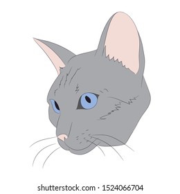 vector illustration cat portrait, vector, white background, color drawing