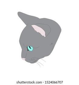 vector illustration cat portrait, vector, white background, color drawing