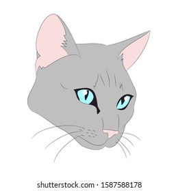 vector illustration cat portrait, vector, white background, color drawing