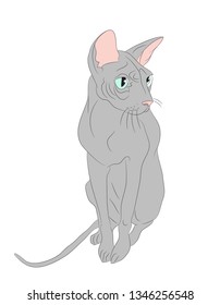 vector illustration cat sitting in color, vector, white background
