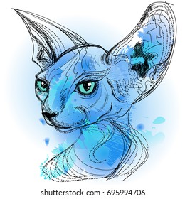 Vector illustration. Cat of the Sphynx breed.