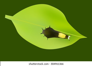 Vector illustration caterpillar on green fresh soursop leaf
