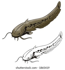 Vector illustration of a catfish.