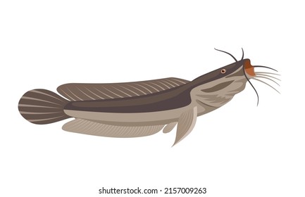 Ilustración vectorial del bagre, aislado de fondo blanco, adecuado como etiqueta para productos de pescado transformados o aficiones a la pesca.