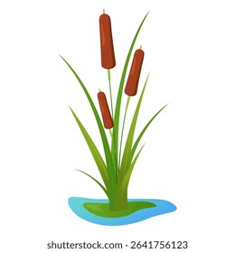 Vector illustration of cattail plant growing in a small patch of water. Plant has tall green leaves and brown cylindrical flower spikes. For educational materials, nature-related  or ecology graphics