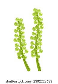 Vector illustration, Caulerpa lentillifera otherwise known as sea grape, isolated on white background.