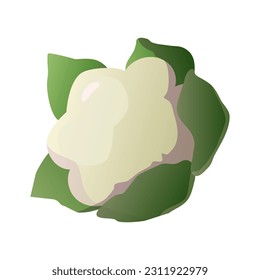 Vector illustration with cauliflower. Healthy food. Cartoon style
