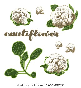 vector illustration of cauliflower and leaf design isolated with lettering cauliflower background white and vegetable EPS10
