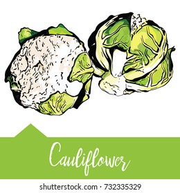 Vector illustration of cauliflower pictured in hand-drawn graphics. Vegetable is drawn on a green background