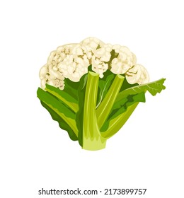 ilustración vectorial, vista lateral de coliflor, aislada en un fondo blanco.