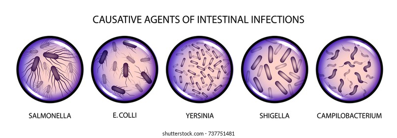 vector illustration of the causative agents of intestinal infections