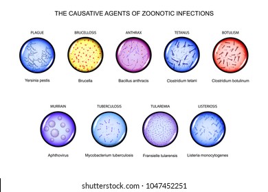 vector illustration of the causative agents of zoonotic infections