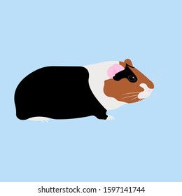 Vector Illustration of cavy. Colorful cavy on blue background.