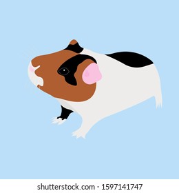 Vector Illustration of cavy. Colorful cavy on blue background.