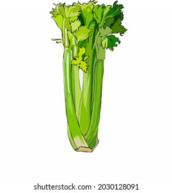 Vector Illustration celery isolated on white background 