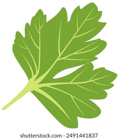 vector illustration of celery leaves