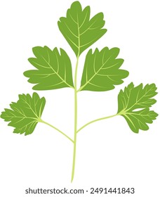 vector illustration of celery leaves