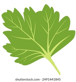 vector illustration of celery leaves