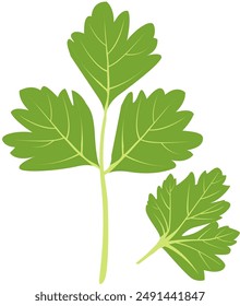 Vektorillustration von Sellerieblättern