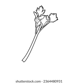 Vector illustration of celery lineart isolated for coloring on white background