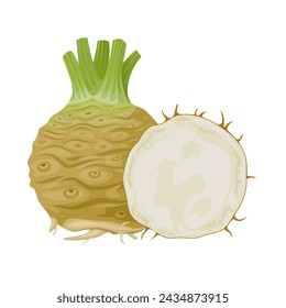 Vector illustration, celery root, isolated white background.
