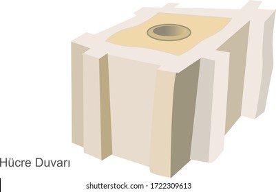 Ilustración vectorial de un muro celular, Material educativo en línea. Traducción al inglés: Pared de celda