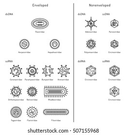 Vector illustration of cells of microorganisms, viruses, DNA and RNA. Cells of different pathogens and viruses drawn in a linear style, are icons of the cells.
