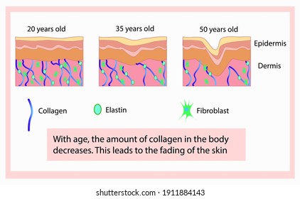 Vector illustration of cells structure with collagen, elastin and fibroblast, aging process