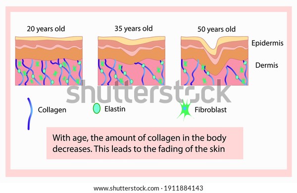 Vector Illustration Cells Structure Collagen Elastin Stock Vector ...