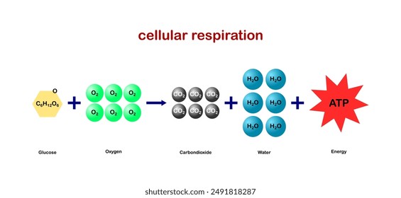 Vector illustration of cellular respiration equation. Metabolic reactions on white background.