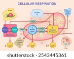 Vector illustration of cellular respiration showing glycolysis, Krebs cycle, and electron transport chain. Glucose breakdown, ATP production, oxygen intake, and water and carbon dioxide release