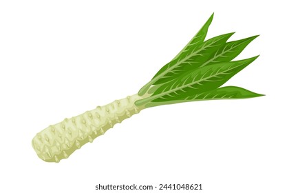 Vector illustration, Celtuce or Lactuca sativa, better known as lettuce, isolated on white background.