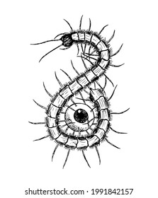 Vector illustration of centipede. Hand drawn tattoo design. Print for T-shirt 