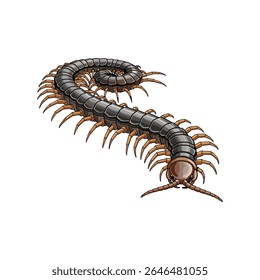 Vector illustration of a centipede on a white background