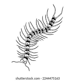vector illustration of a centipede with a skull
