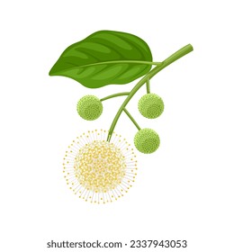 Vector illustration, Cephalanthus occidentalis commonly called Button Bush, isolated on white background.