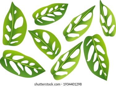 vector illustration of Ceriman or monstera deliciosa, in Indonesia Known as the "Janda Bolong"