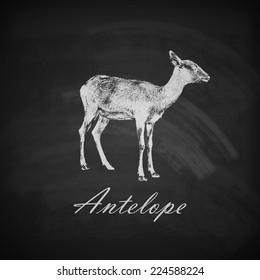 vector illustration of a chalk antelope or goat on the blackboard texture