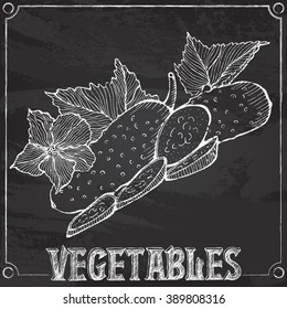 Vector illustration chalk drawing of cucumbers