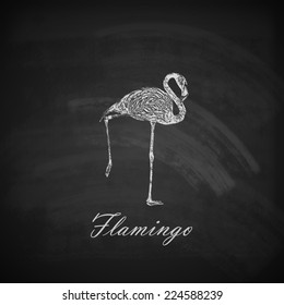 vector illustration of a chalk flamingo on the blackboard texture