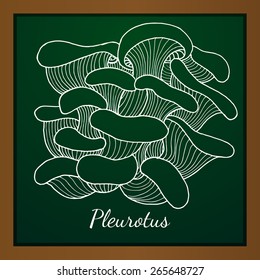 Vector illustration of chalk-drawn pleurotus mushrooms bunch on school blackboard