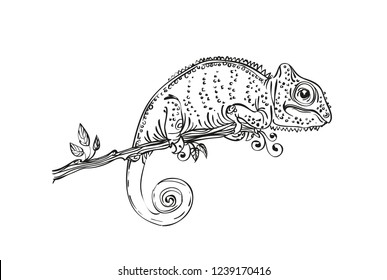 vector illustration chameleon black and white