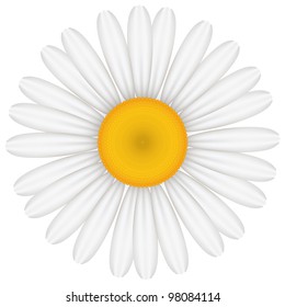 Vector illustration of chamomile