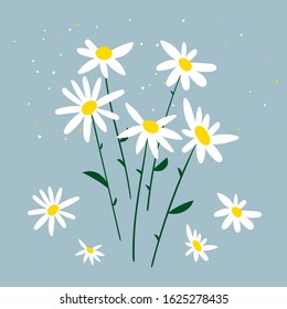 Vector illustration of chamomile. Bouquet of daisies on a blue background. Design for herbal tea, natural cosmetics, health care products, aromatherapy, homeopathy. Doodle blooming plants flat simple 