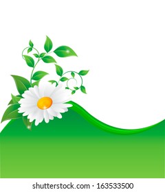 Vector illustration of chamomile flower