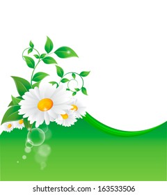 Vector illustration of chamomile flower