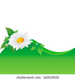 Vector illustration of chamomile flower
