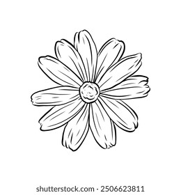 Ilustración vectorial de la flor de manzanilla. Mano dibujada manzanilla, estilo doodle. Dibujo de Naturaleza, boceto de una planta con flores. Planta medicinal, bebida saludable.